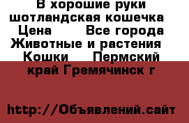 В хорошие руки шотландская кошечка › Цена ­ 7 - Все города Животные и растения » Кошки   . Пермский край,Гремячинск г.